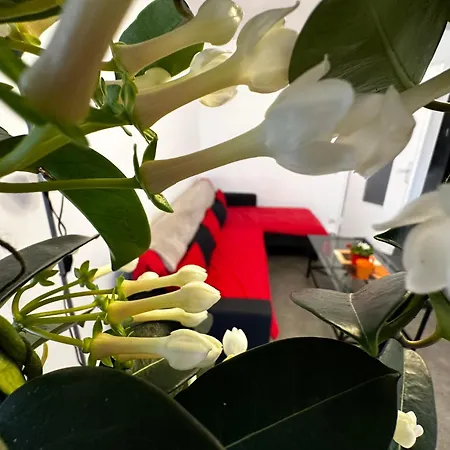 Les Domes Du Parc 4e App T3 Et T1 Proche De Toutes Commodites Daire *